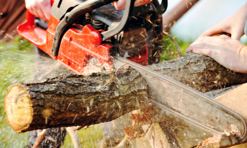 Chainsaw cutting tree