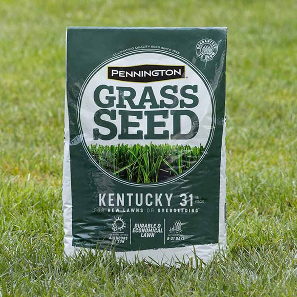 Pennington Kentucky 31 Tall Fescue Grass Seed 3 lbs (3 Lbs)